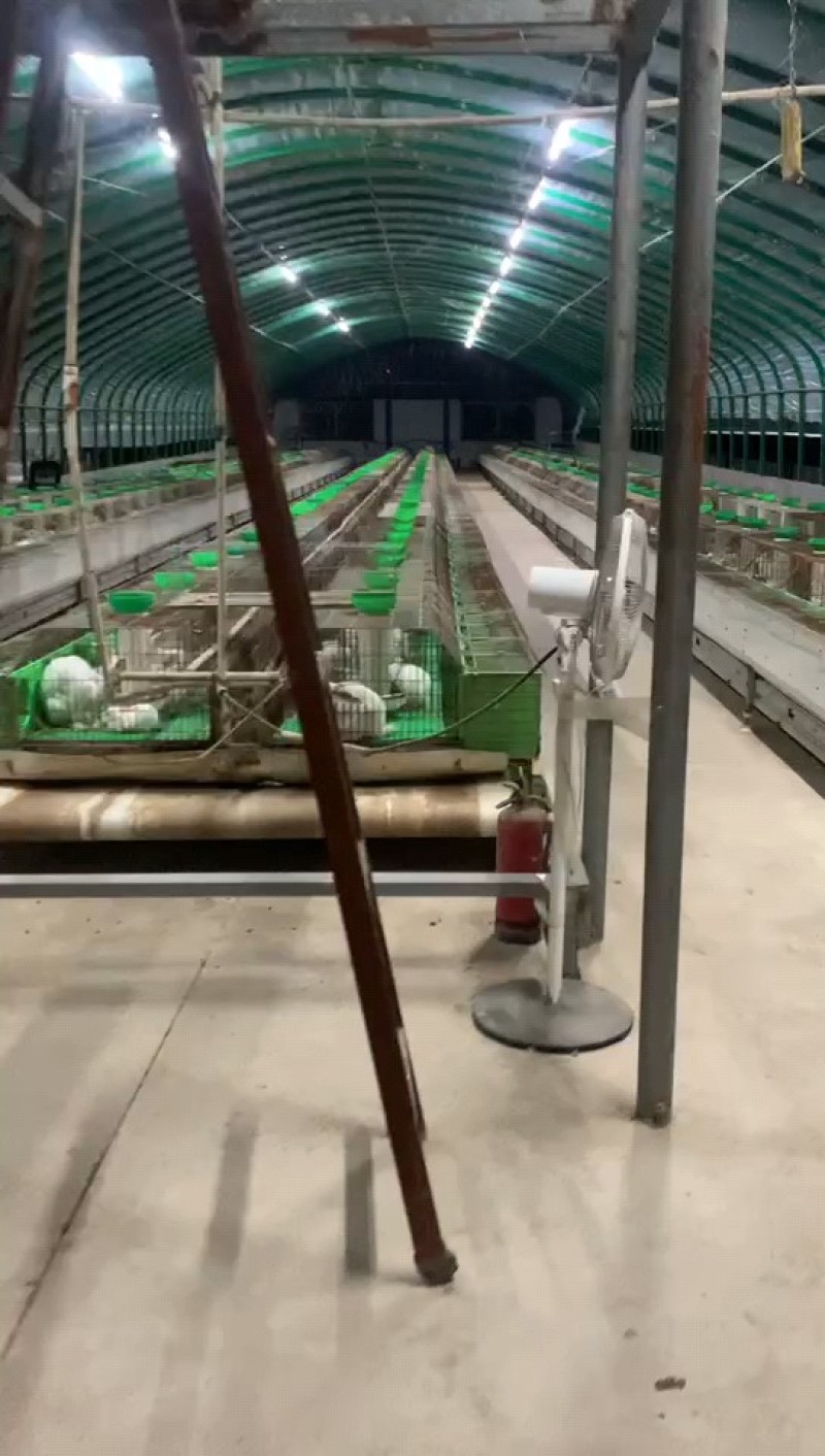 肉兔养殖一百只送到家