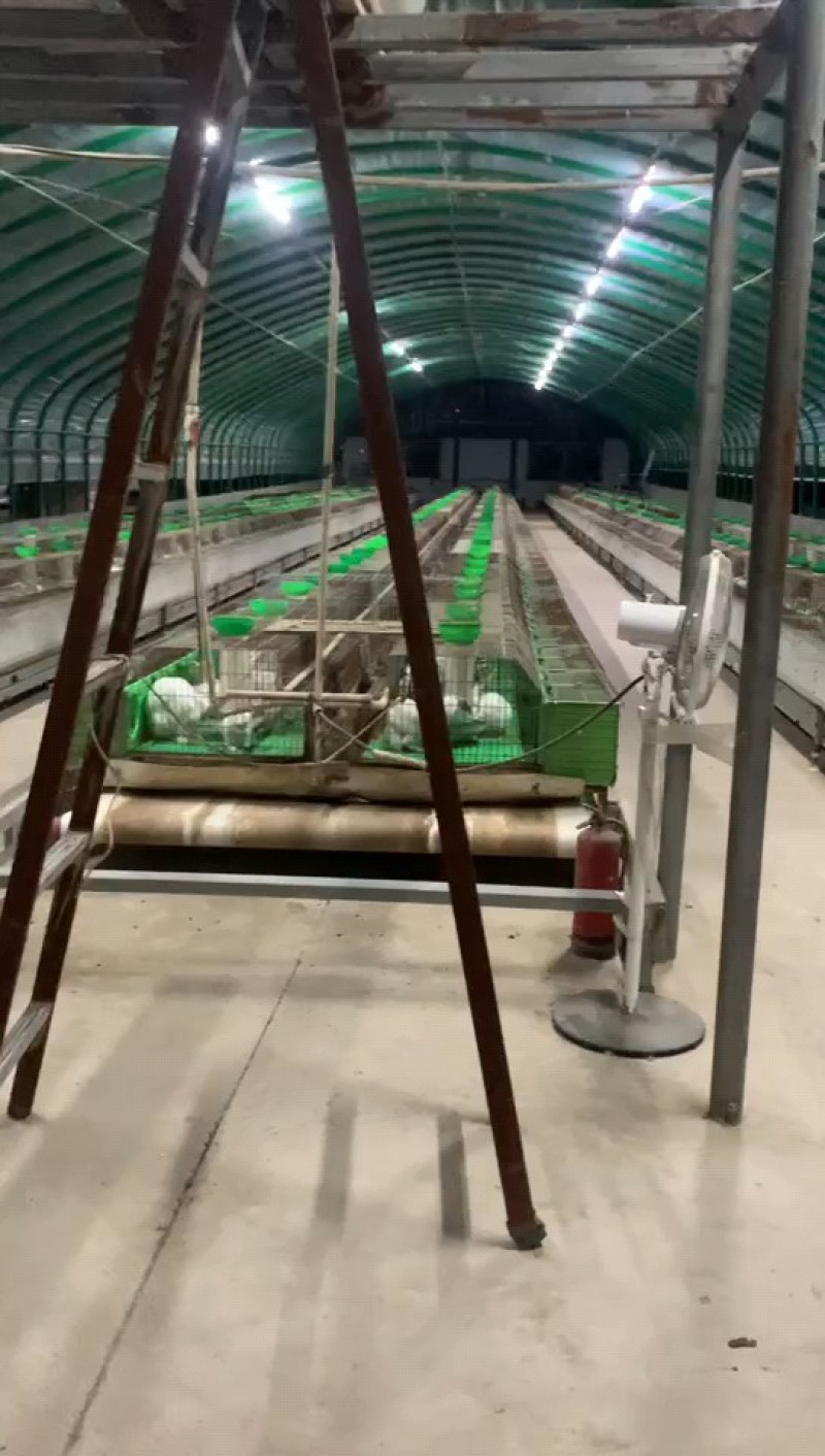 肉兔养殖一百只送到家