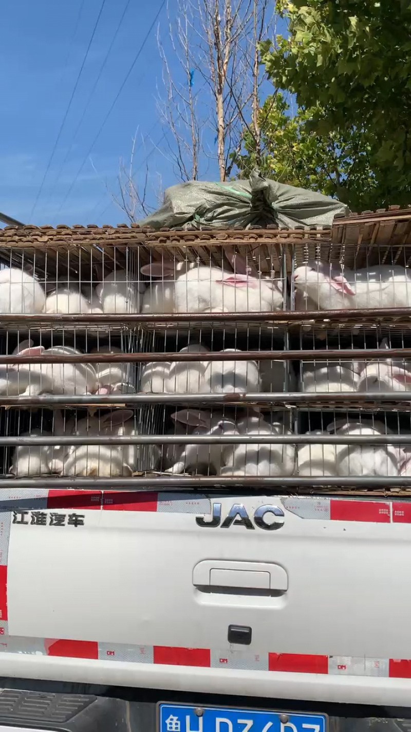 肉兔养殖一百只送到家