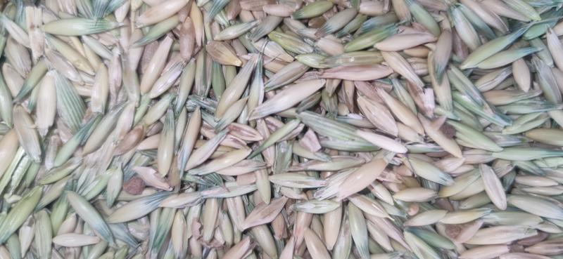 内蒙古燕麦，对接各大养殖户产地直供，品质保证欢迎选购