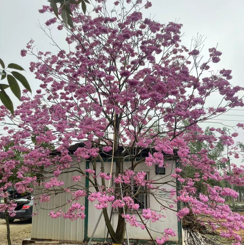 紫花风铃木3-15分，丛生，嫁接锈球，全冠等，大量出售