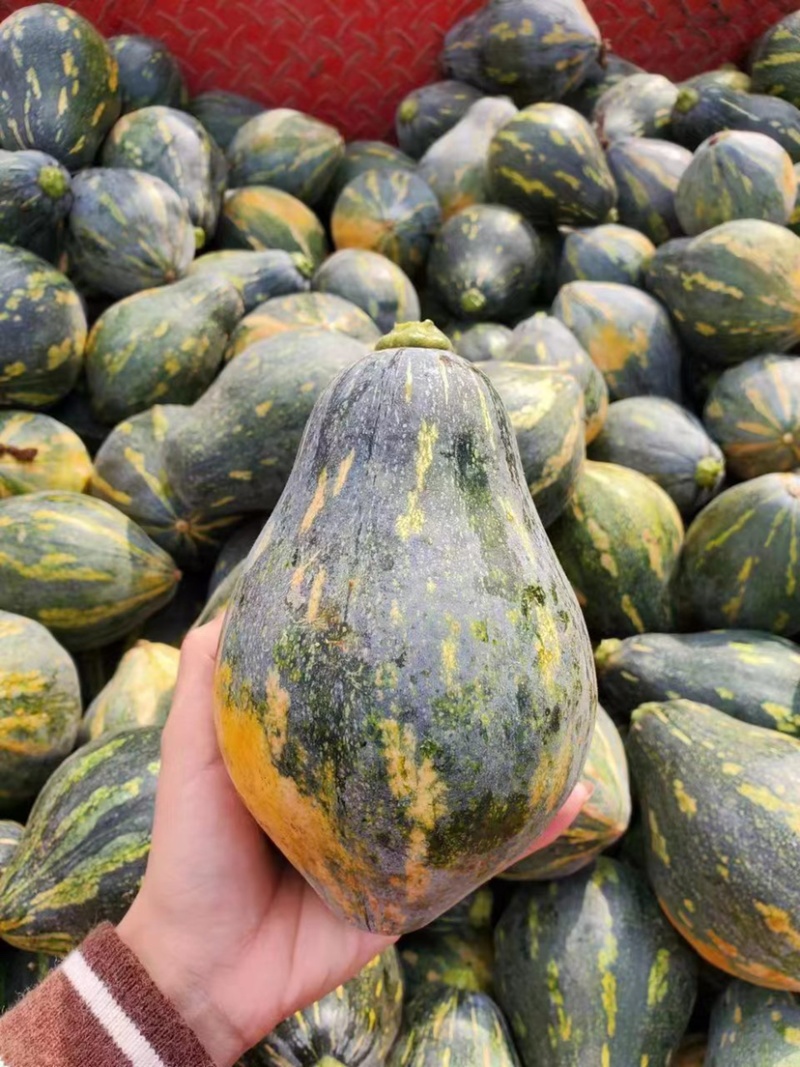 南瓜香芋南瓜新鲜量大一手货源支持视频看货