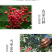 花椒粉新货陕西大红袍花椒现磨商用花椒面一件代发对接各大