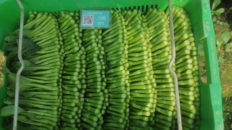 广东菜心