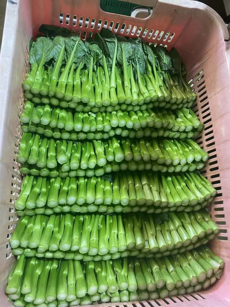 广东菜心