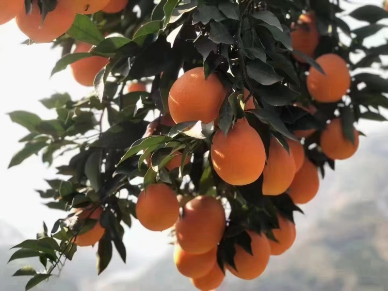 九月红，纽荷尔，果面干净，颜色全红，口感纯甜化渣，个头大
