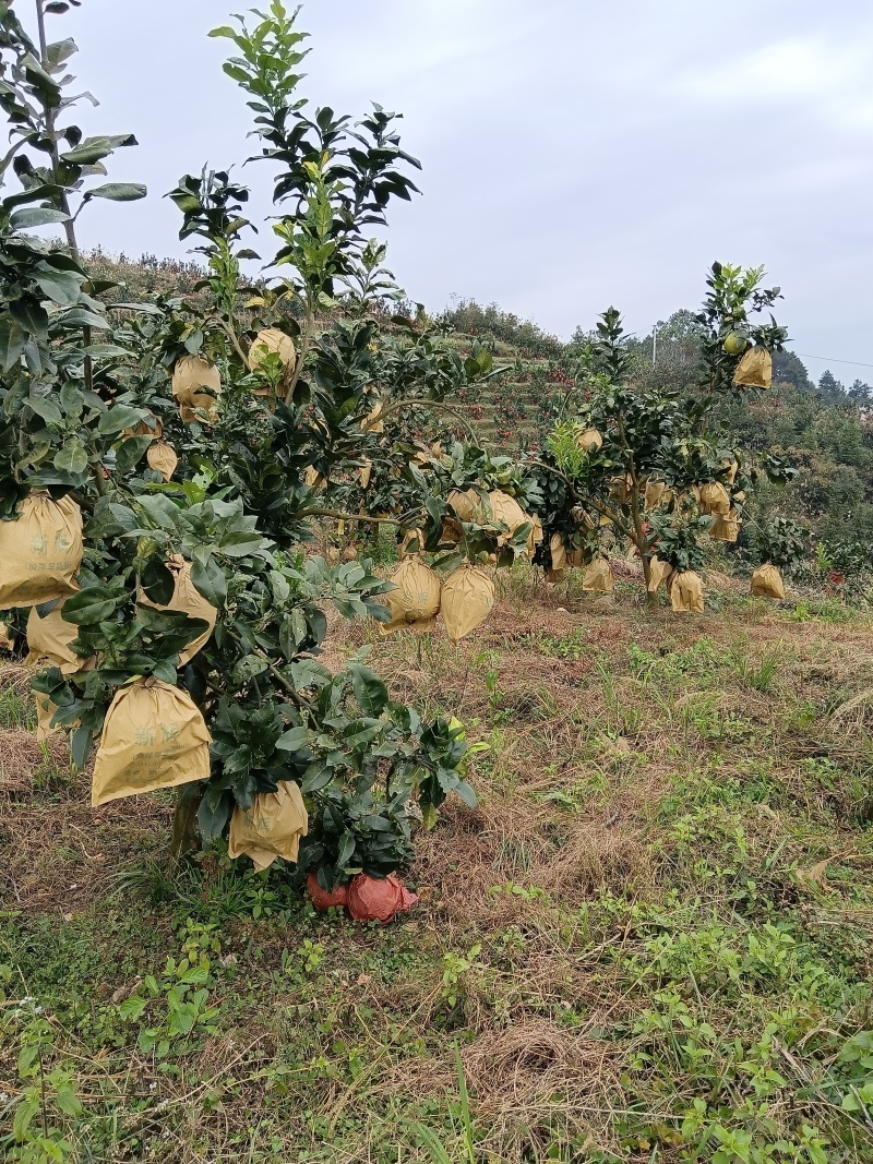 贵州省天柱县渡马三红蜜柚子