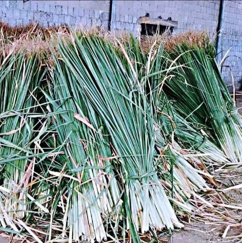 蔗尾玉米杆槡树杆青储料