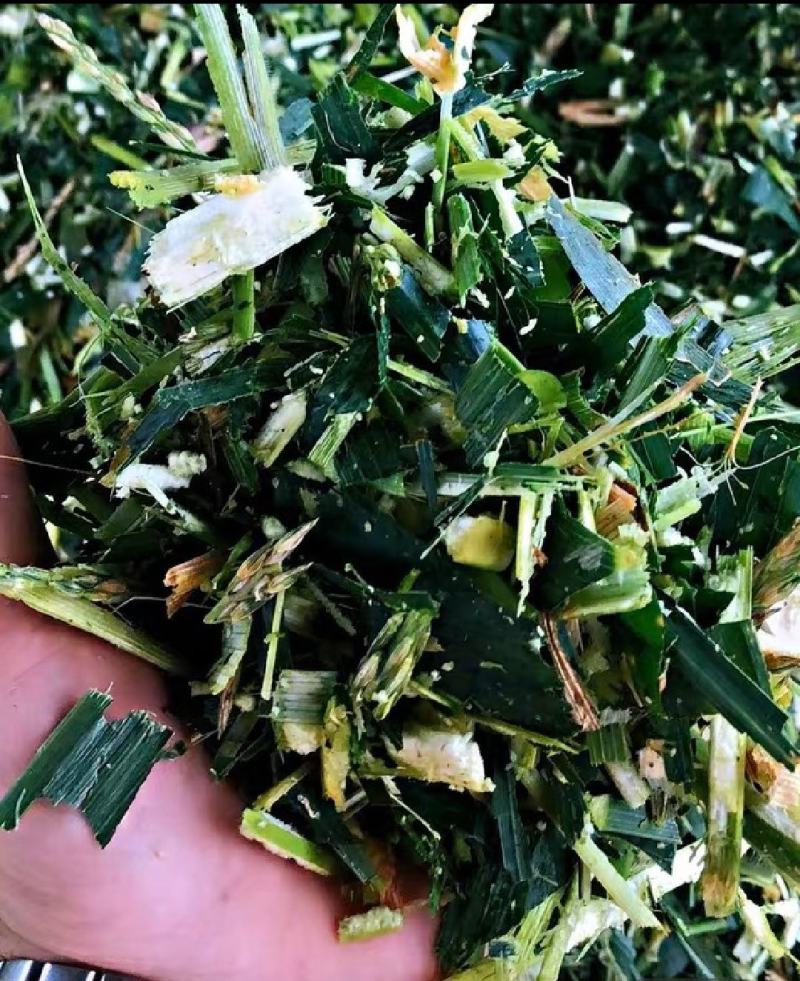 蔗尾玉米杆槡树杆青储料
