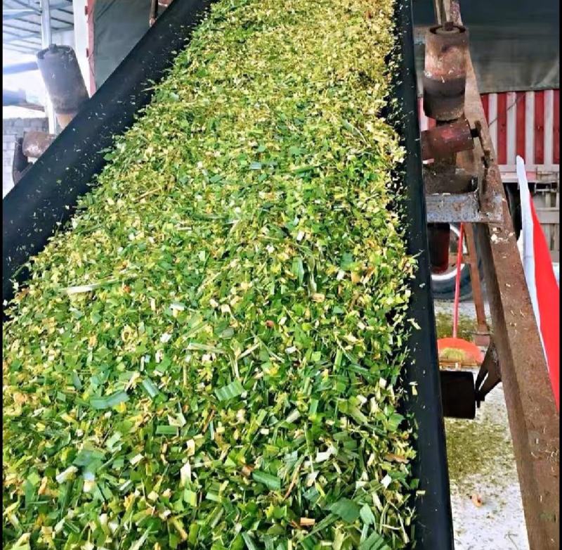 蔗尾玉米杆槡树杆青储料