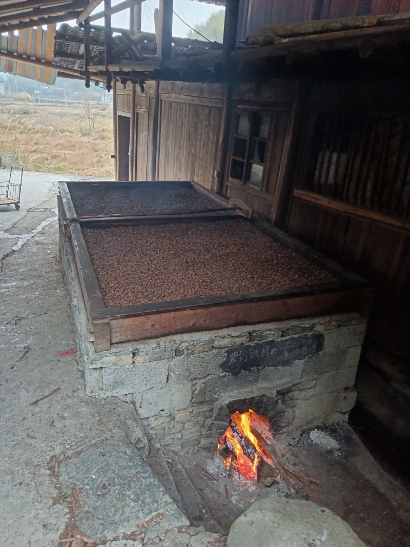 野生茶油