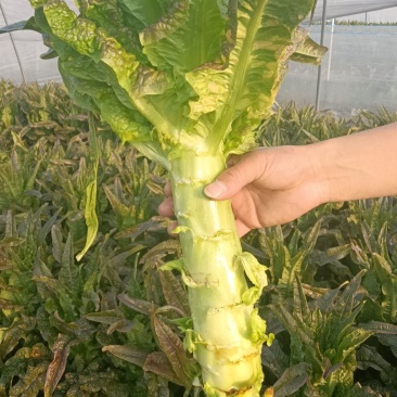 紫叶莴笋，莴苣，