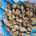 防风内蒙籽播含量高散装各种规格选货量大从优
