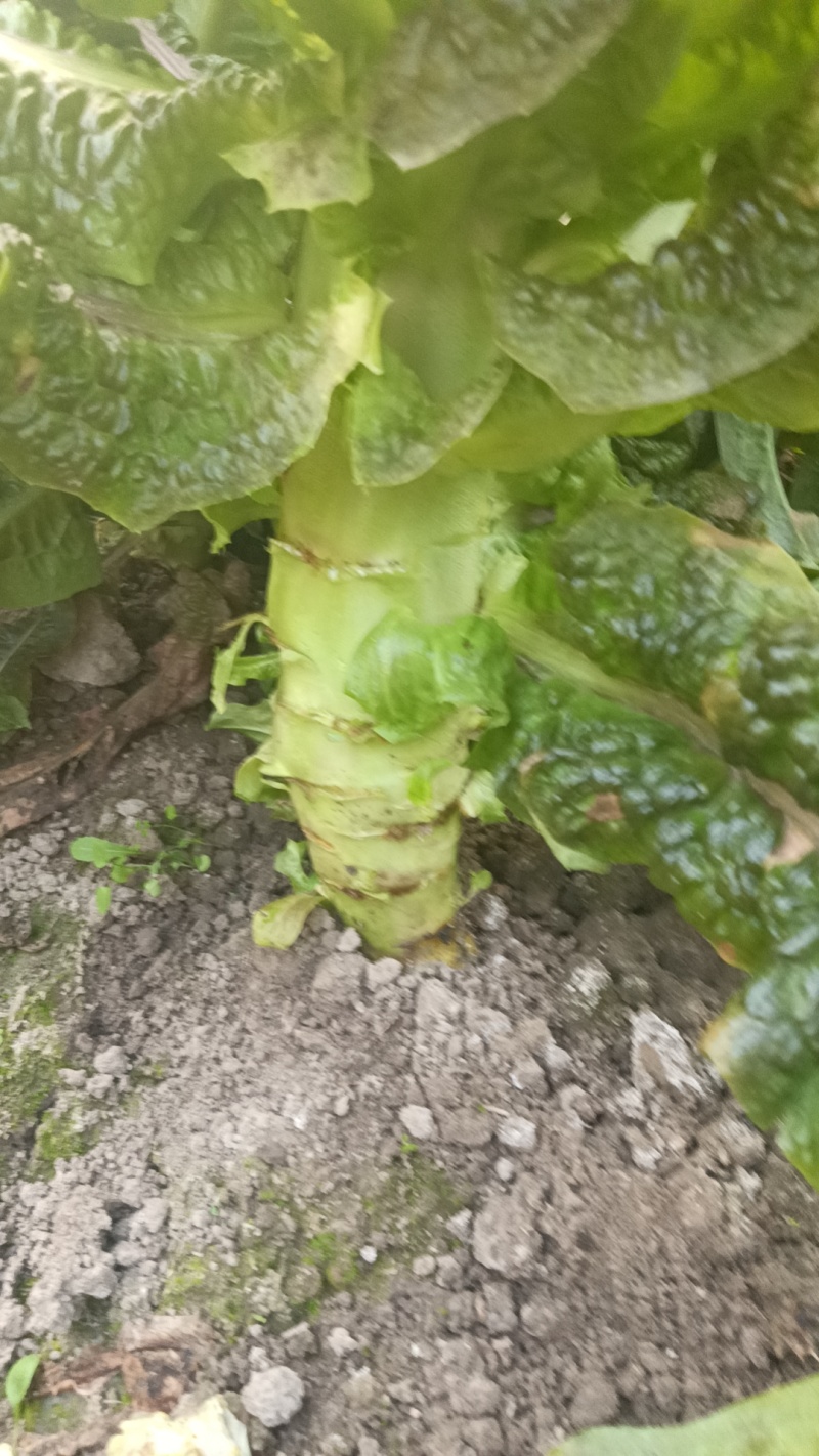 紫叶莴笋，莴苣，