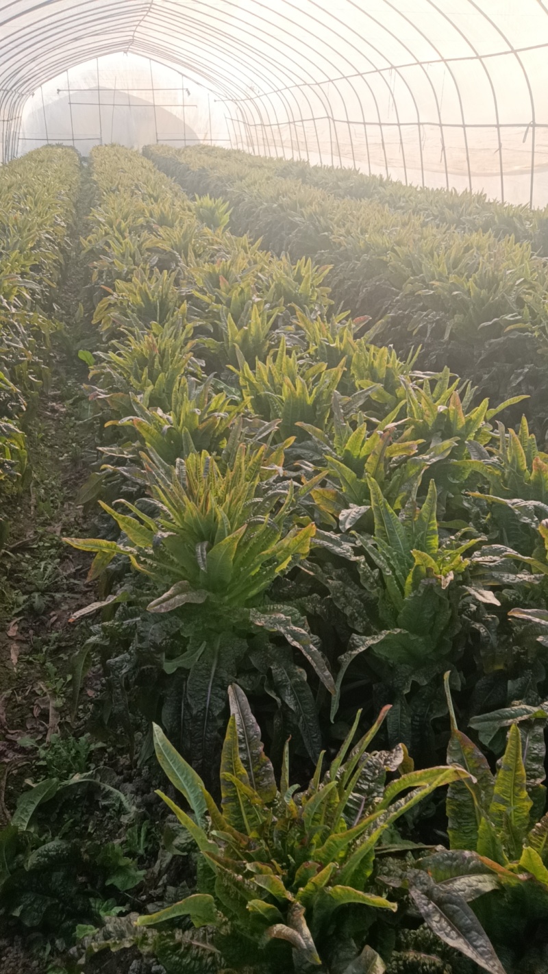 紫叶莴笋，莴苣，