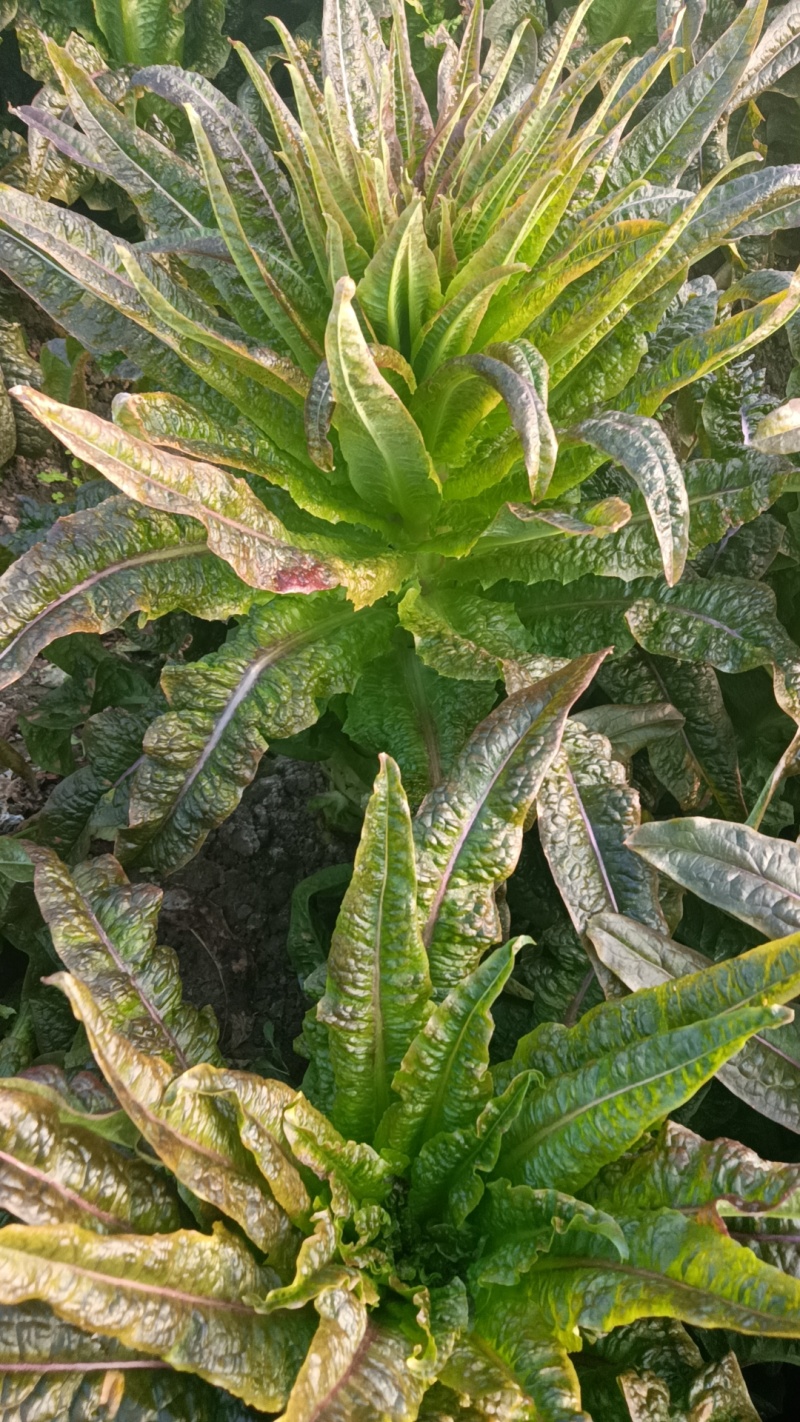 紫叶莴笋，莴苣，