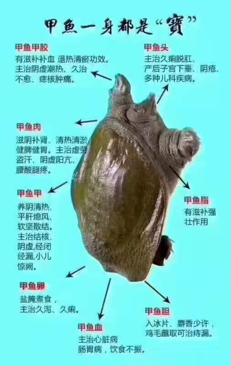 盛达水产，生态甲鱼