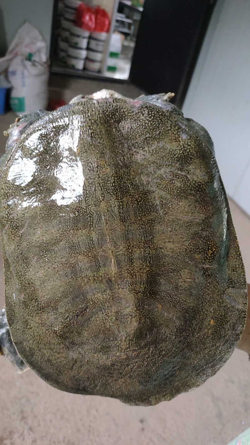 盛达水产，生态甲鱼