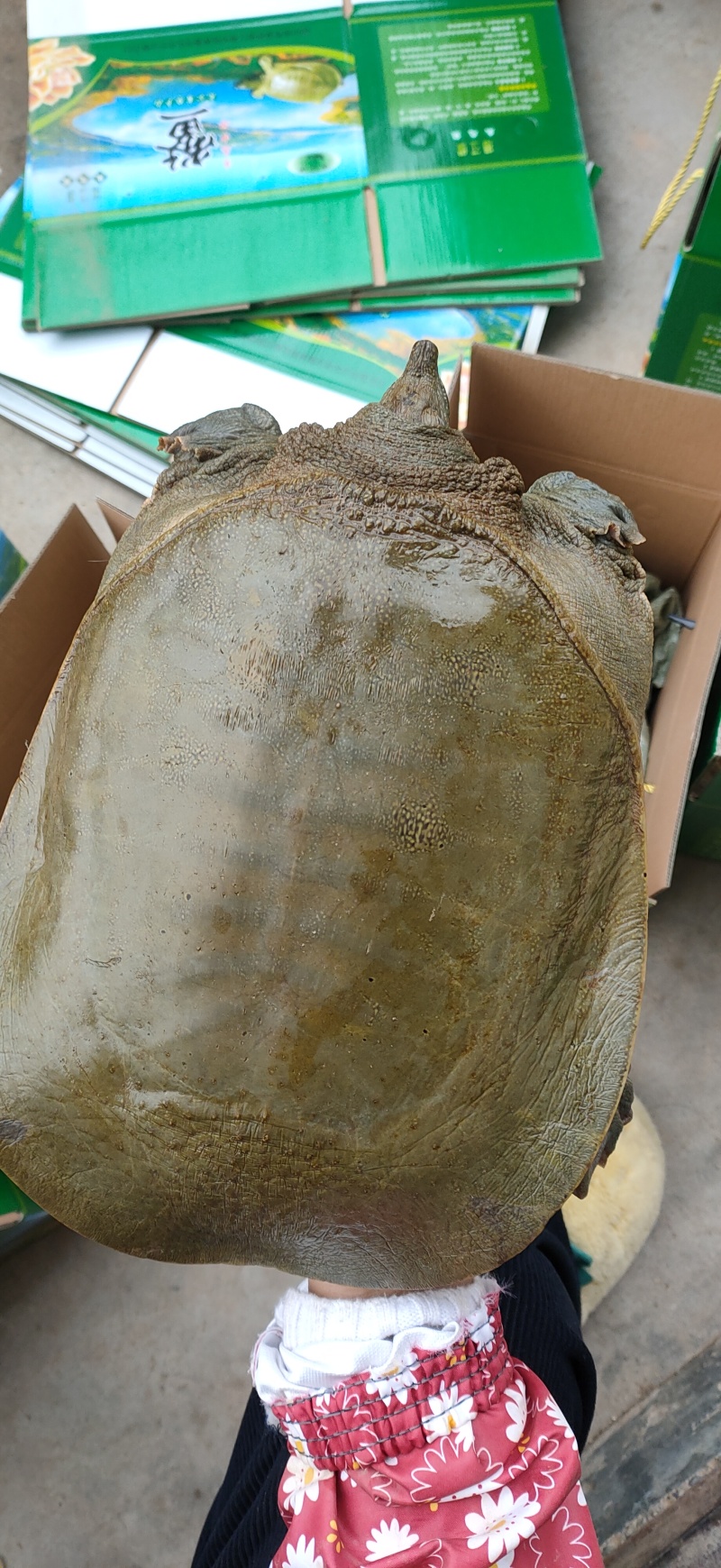 盛达水产，生态甲鱼