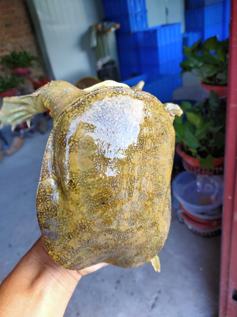 盛达水产，生态甲鱼