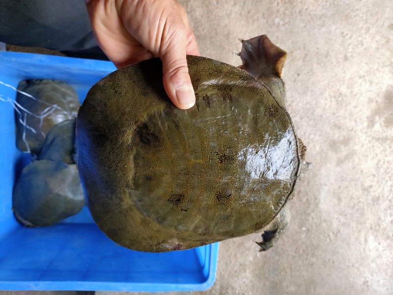 盛达水产，生态甲鱼