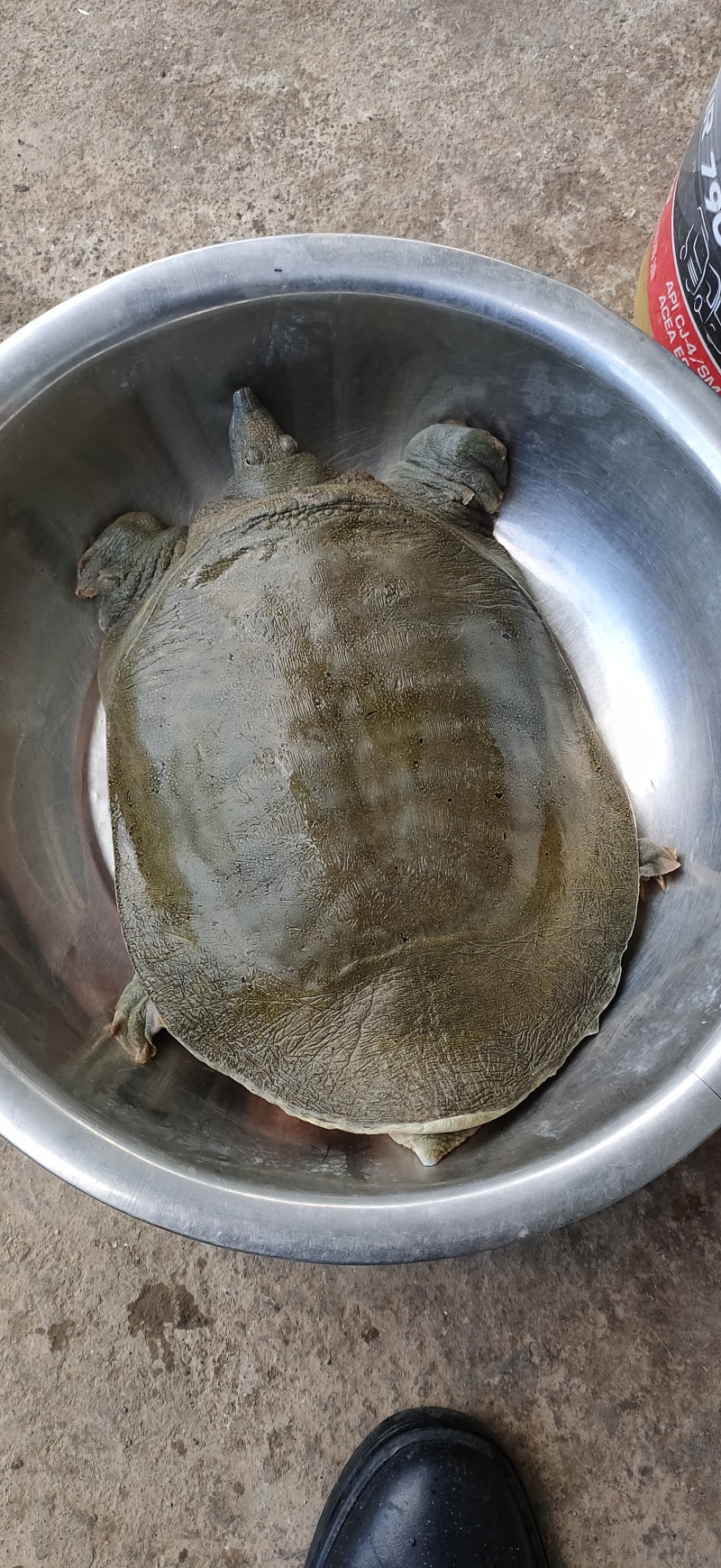 盛达水产，生态甲鱼