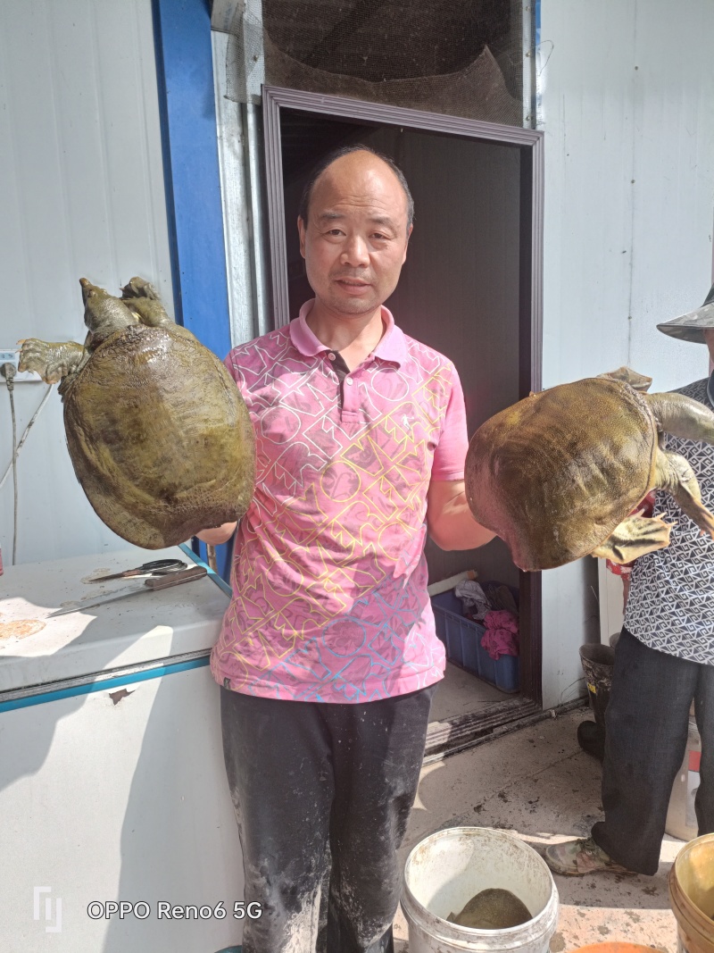 盛达水产，生态甲鱼