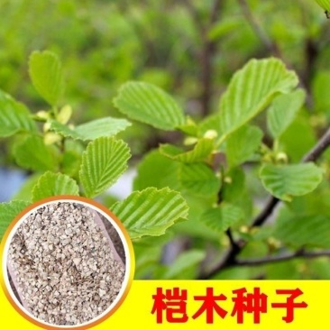 林木种子新采桤木种子水冬瓜树种子水青风桤蒿种子江南桤木种
