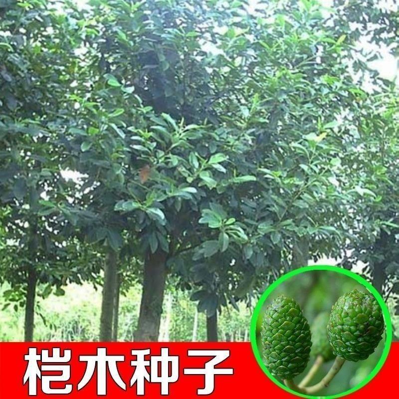 林木种子新采桤木种子水冬瓜树种子水青风桤蒿种子江南桤木种