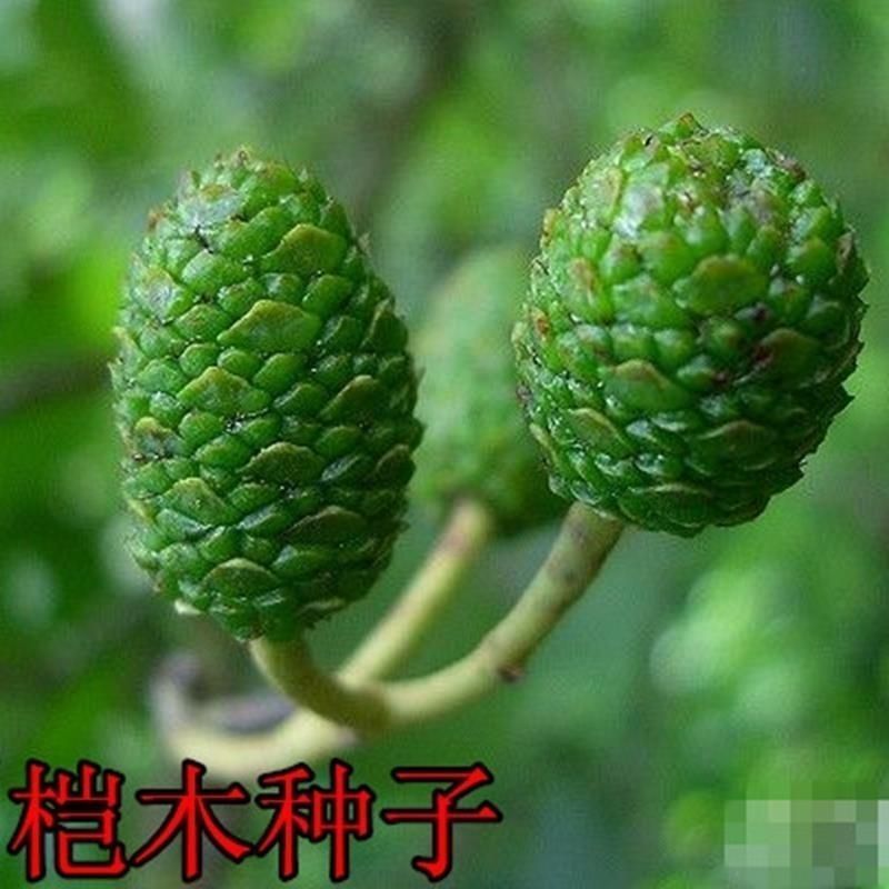林木种子新采桤木种子水冬瓜树种子水青风桤蒿种子江南桤木种