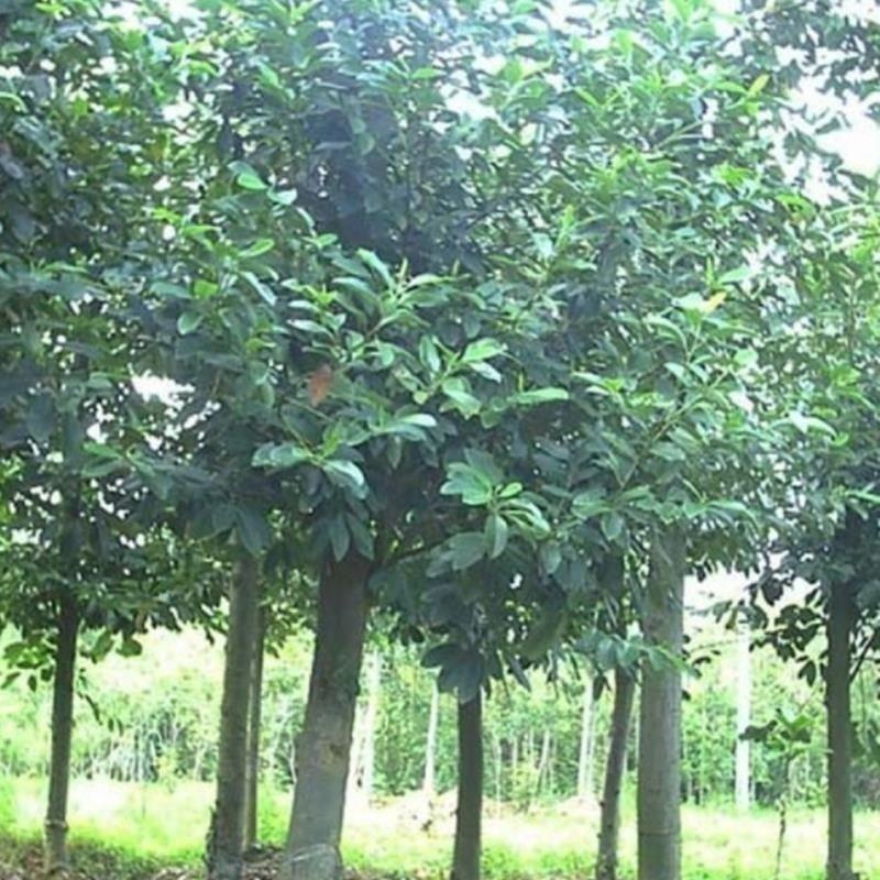 林木种子新采桤木种子水冬瓜树种子水青风桤蒿种子江南桤木种