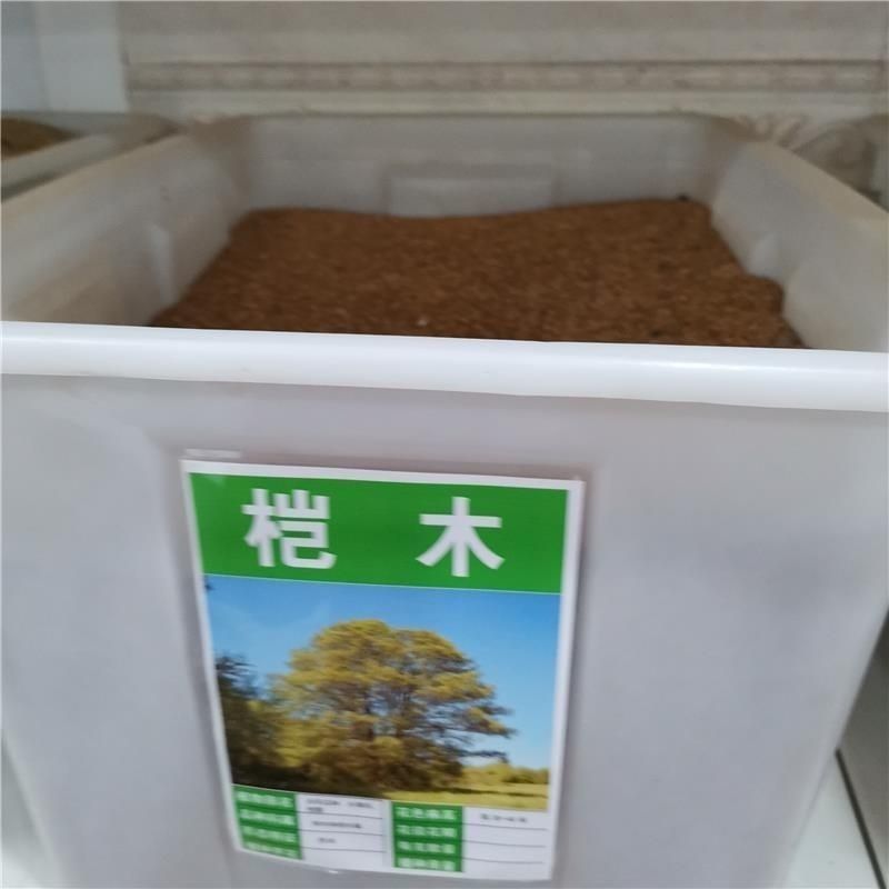 林木种子新采桤木种子水冬瓜树种子水青风桤蒿种子江南桤木种