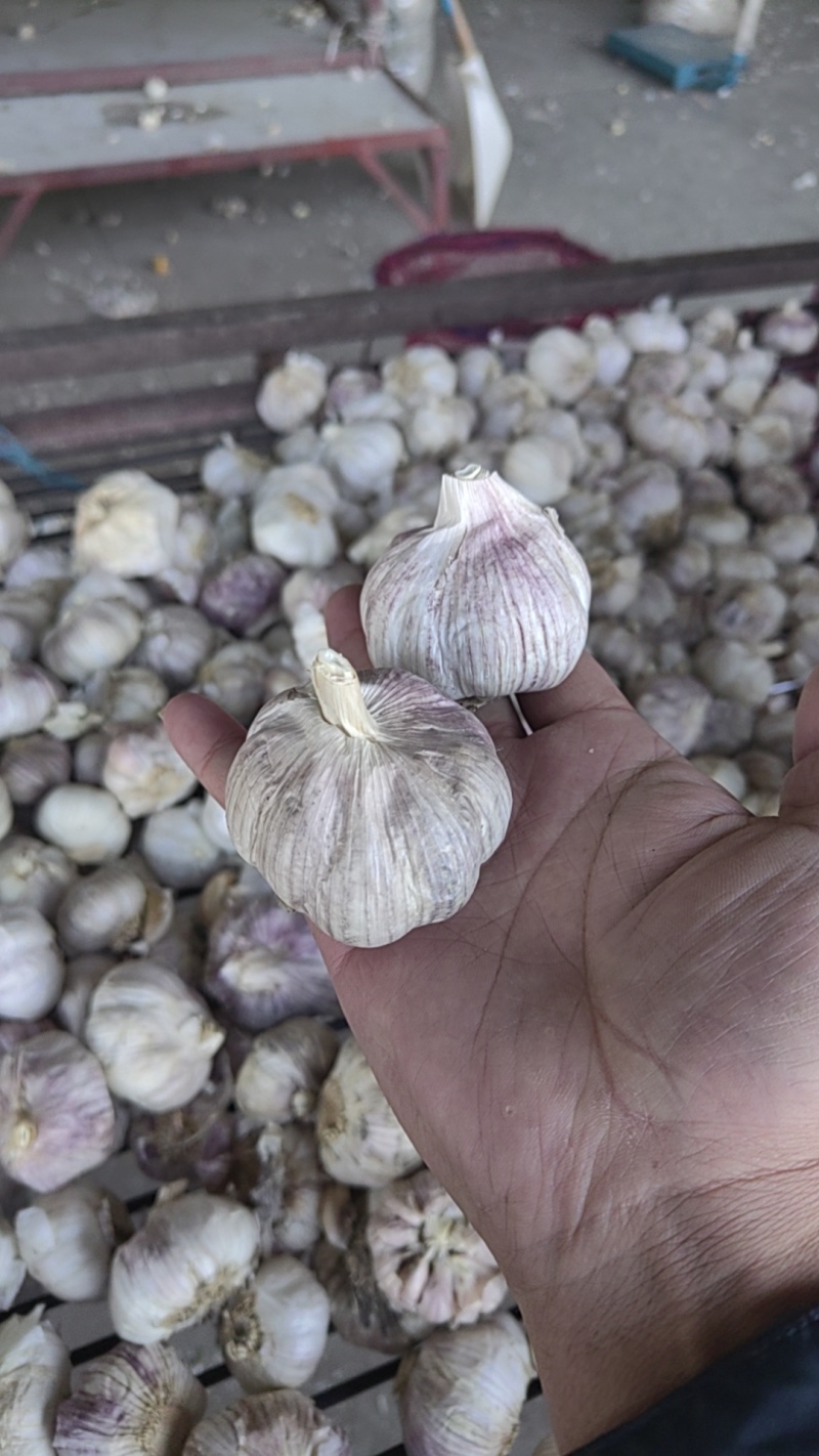 金乡大蒜产地直发向全国供应红皮大蒜白皮大蒜紫皮大蒜
