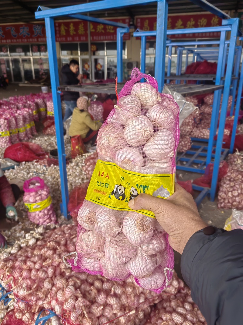 金乡大蒜产地直发向全国供应红皮大蒜白皮大蒜紫皮大蒜