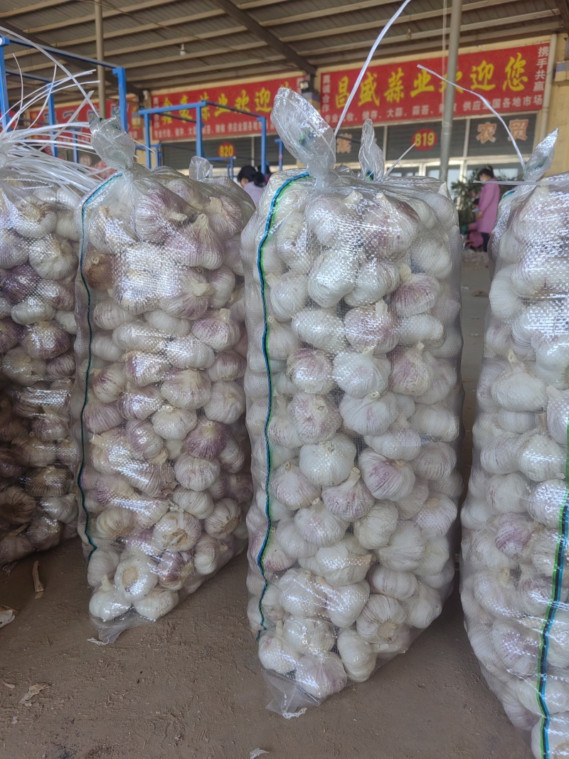 金乡大蒜产地直发向全国供应红皮大蒜白皮大蒜紫皮大蒜