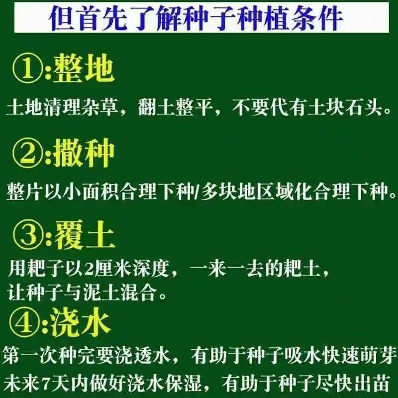 护坡灌木种子山毛豆种子种籽耐旱耐酸盐碱公路铁路护坡绿化山