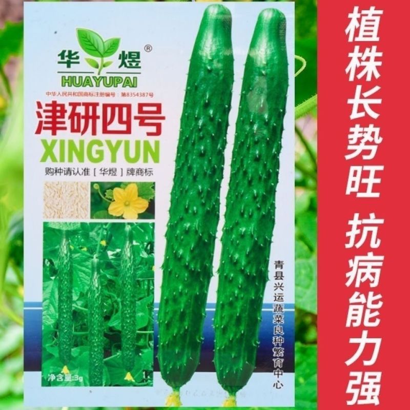 油亮满芯绿黄瓜种籽基地黄瓜种子油亮型绿肉抗病高产顺直蔬菜