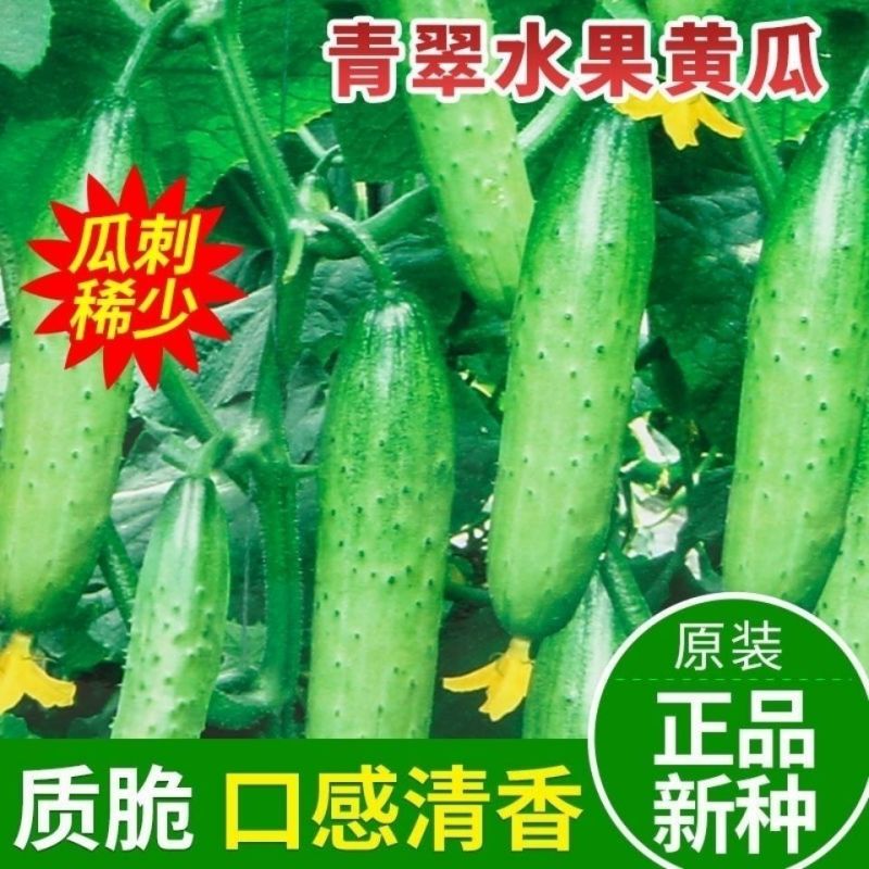 油亮满芯绿黄瓜种籽基地黄瓜种子油亮型绿肉抗病高产顺直蔬菜