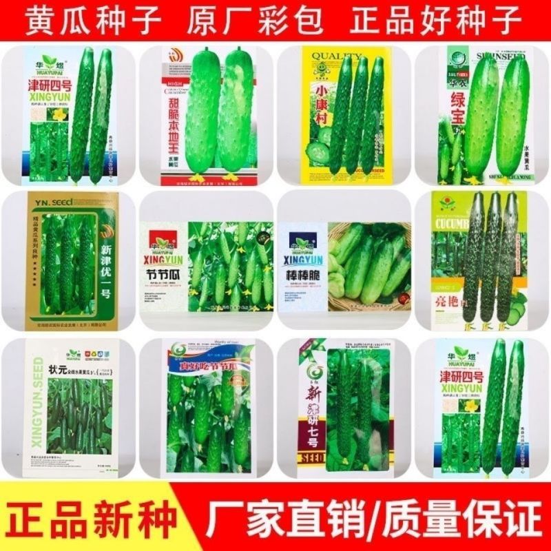 油亮满芯绿黄瓜种籽基地黄瓜种子油亮型绿肉抗病高产顺直蔬菜
