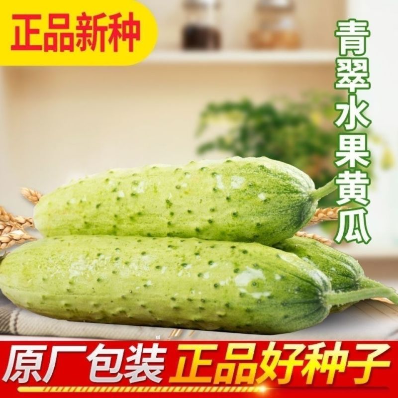 油亮满芯绿黄瓜种籽基地黄瓜种子油亮型绿肉抗病高产顺直蔬菜