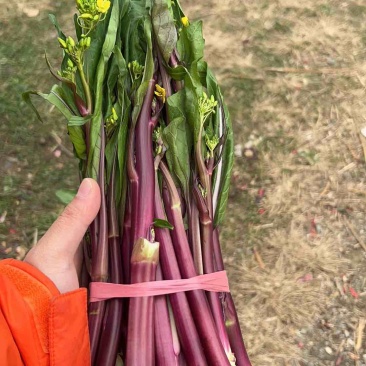 贵州红菜苔
