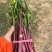 贵州红菜苔