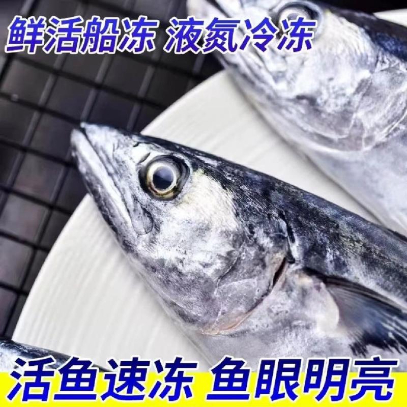【活动】鲅鱼新鲜特大马鲛鱼鲜活冷冻鲜鲅鱼海鱼冰鲜水产