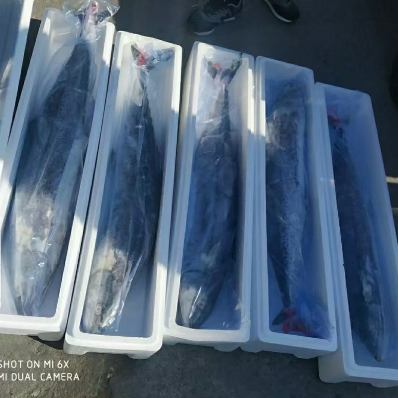 【活动】鲅鱼新鲜特大马鲛鱼鲜活冷冻鲜鲅鱼海鱼冰鲜水产