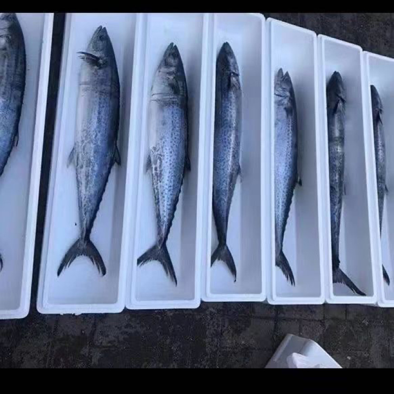 【活动】鲅鱼新鲜特大马鲛鱼鲜活冷冻鲜鲅鱼海鱼冰鲜水产