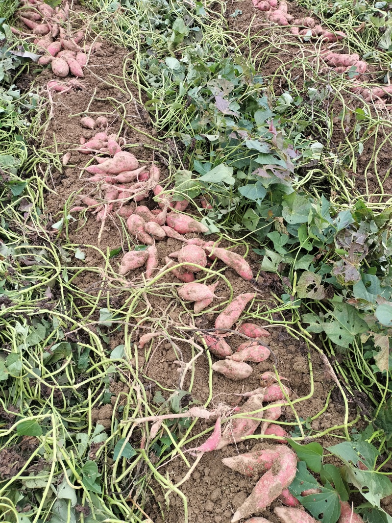 西瓜红红薯