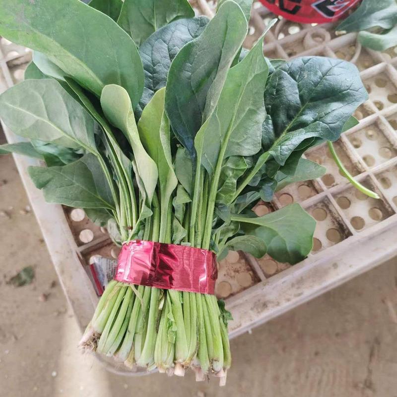 山东大叶菠菜，优质菠菜产地量大。支持视频看货，保质保量。
