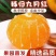 🅰果冻橙九月红果肉细腻纯甜爆汁入口化渣