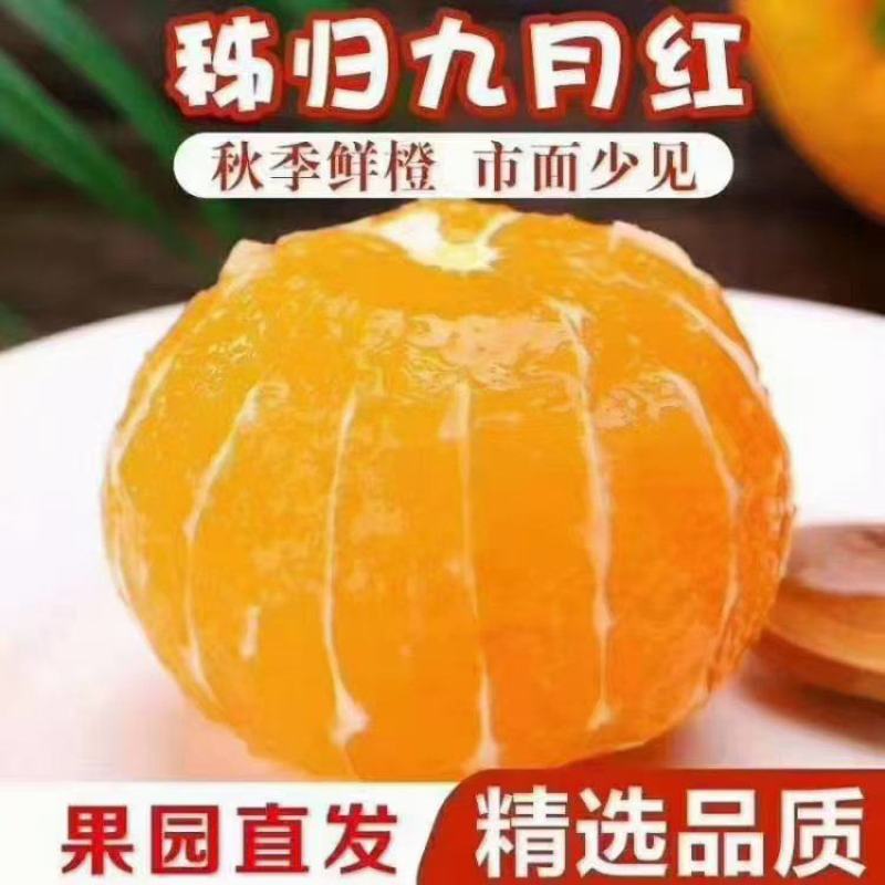 🅰果冻橙九月红果肉细腻纯甜爆汁入口化渣