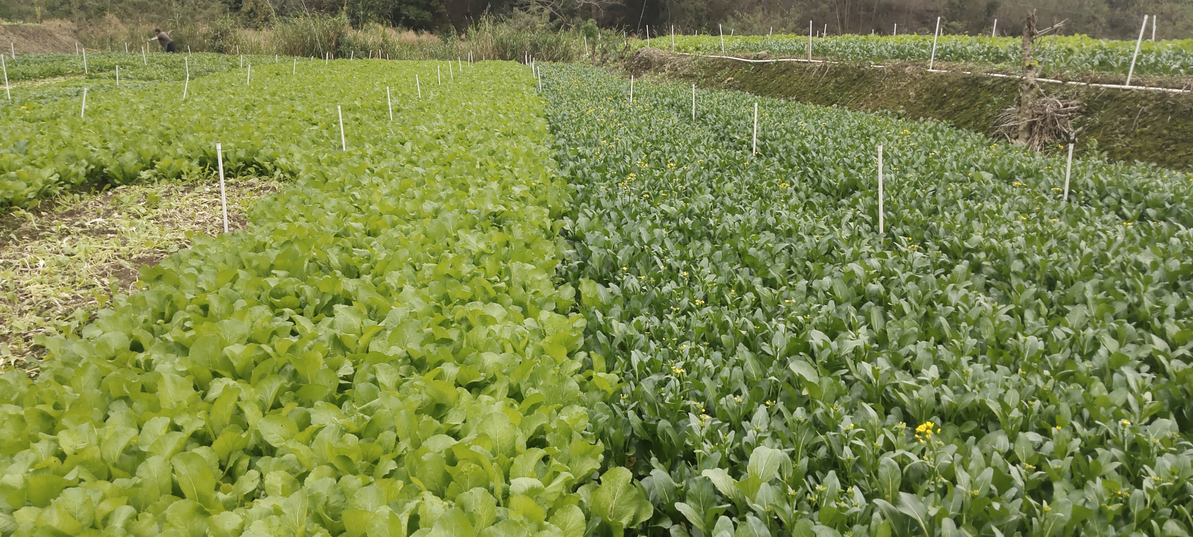 菠菜品种对比图